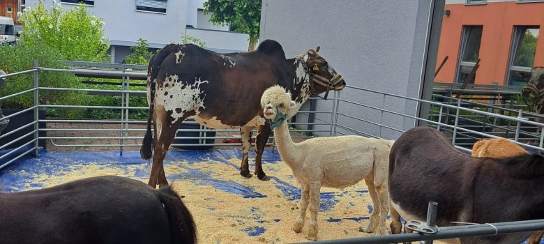 Kleiner Zoo zum Sommerfest