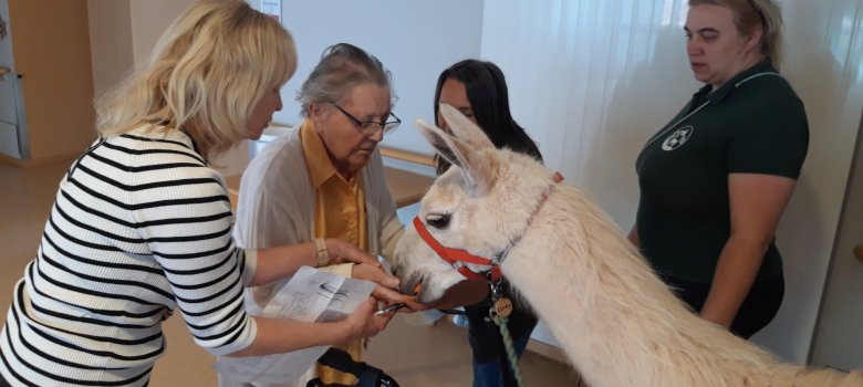 Bewohner füttern Lamas