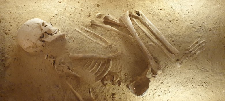 Skelett eines jungen Mannes, der vor etwa 7000 Jahren im Ritualgraben bestattet wurde. Skelett eines jungen Mannes, der vor etwa 7000 Jahren im Ritualgraben bestattet wurde.
